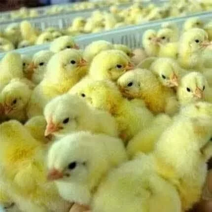 Je veux acheter les poussin pour vente au 31 decembre
