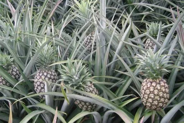 Ananas