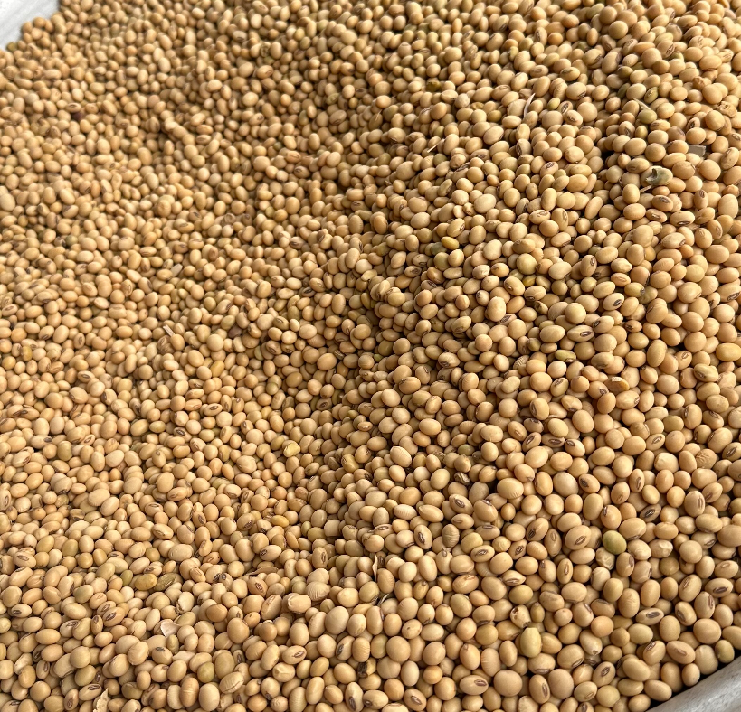 Soy Beans
