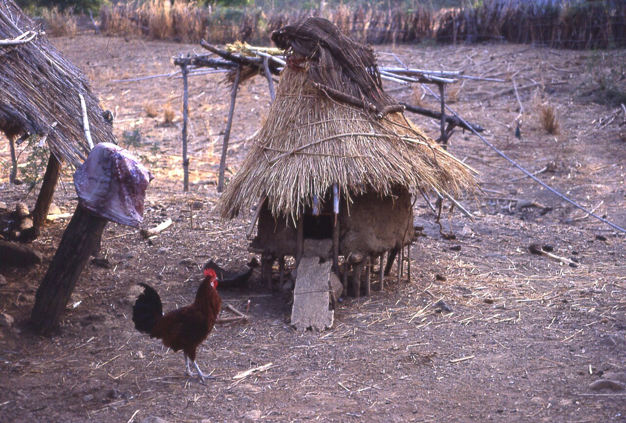 Gallo delante de un gallinero tradicional elevado en Senegal