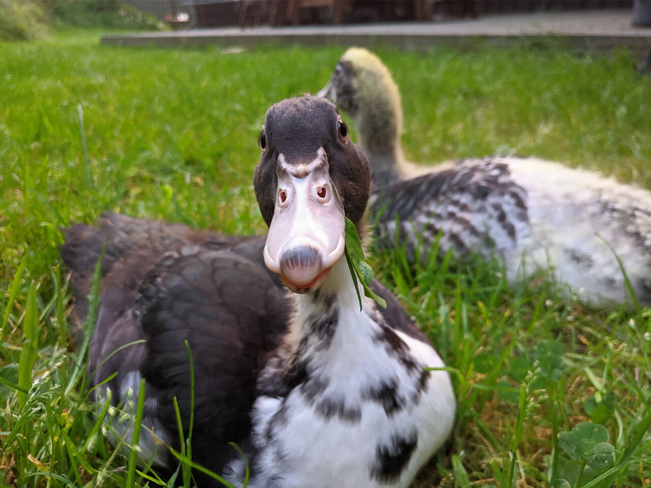 Jeunes canards de Barbarie, avec un oiseau au plumage sombre au premier plan